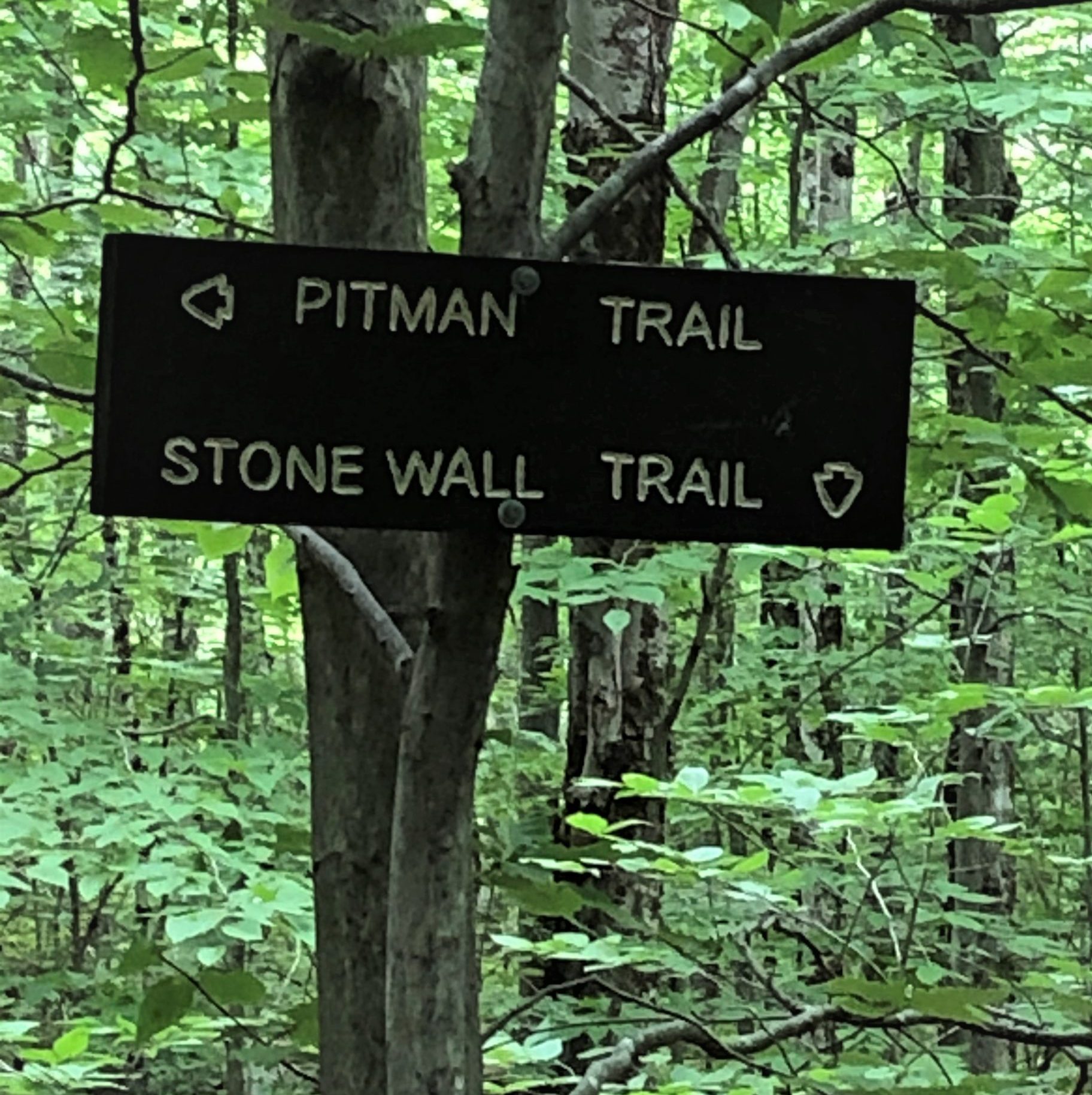 Town Forest Town of Alexandria New Hampshire